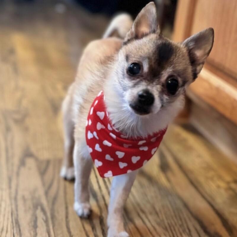 Dixi, a Adoptable mixed breed in Alma, WI image 5/6