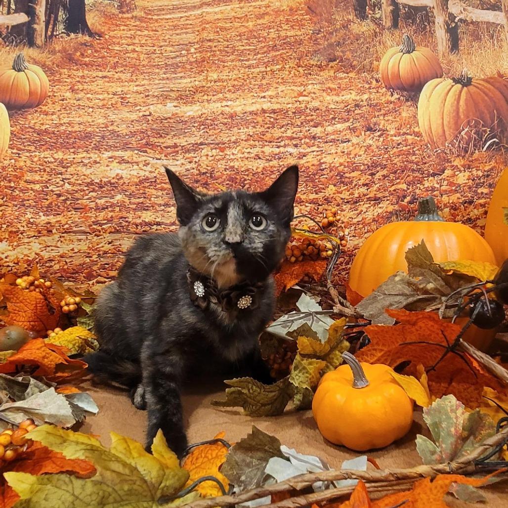 Liberty, a Adoptable American Shorthair in Sparks, NV image 3/4