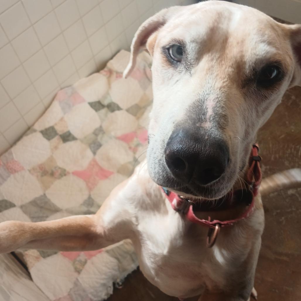 Enlarge Ohana, a Adoptable mixed breed in Albuquerque, NM image 1/5