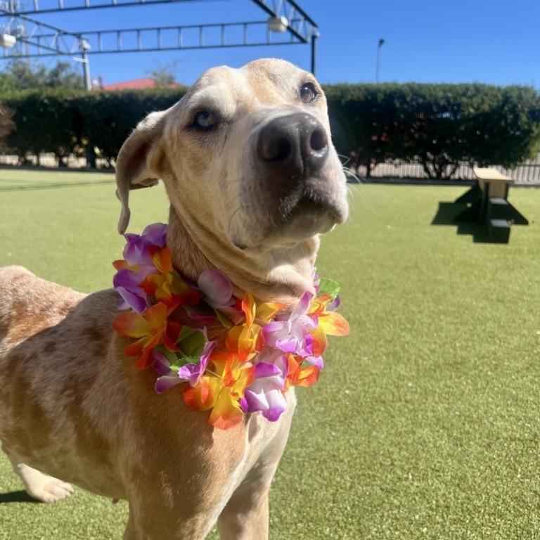 Enlarge Ohana, a Adoptable mixed breed in Albuquerque, NM image 2/5