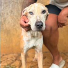 Enlarge Ohana, a Adoptable mixed breed in Albuquerque, NM image 3/5