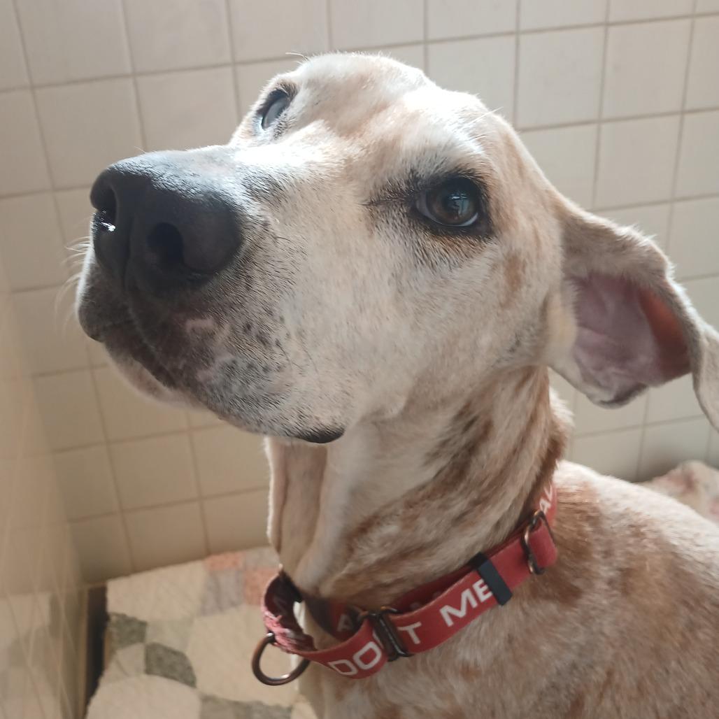 Enlarge Ohana, a Adoptable mixed breed in Albuquerque, NM image 4/5