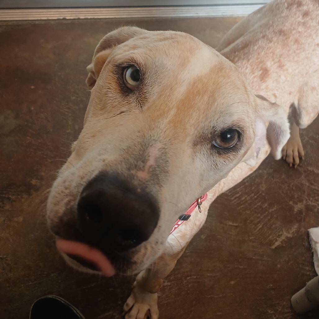 Enlarge Ohana, a Adoptable mixed breed in Albuquerque, NM image 5/5