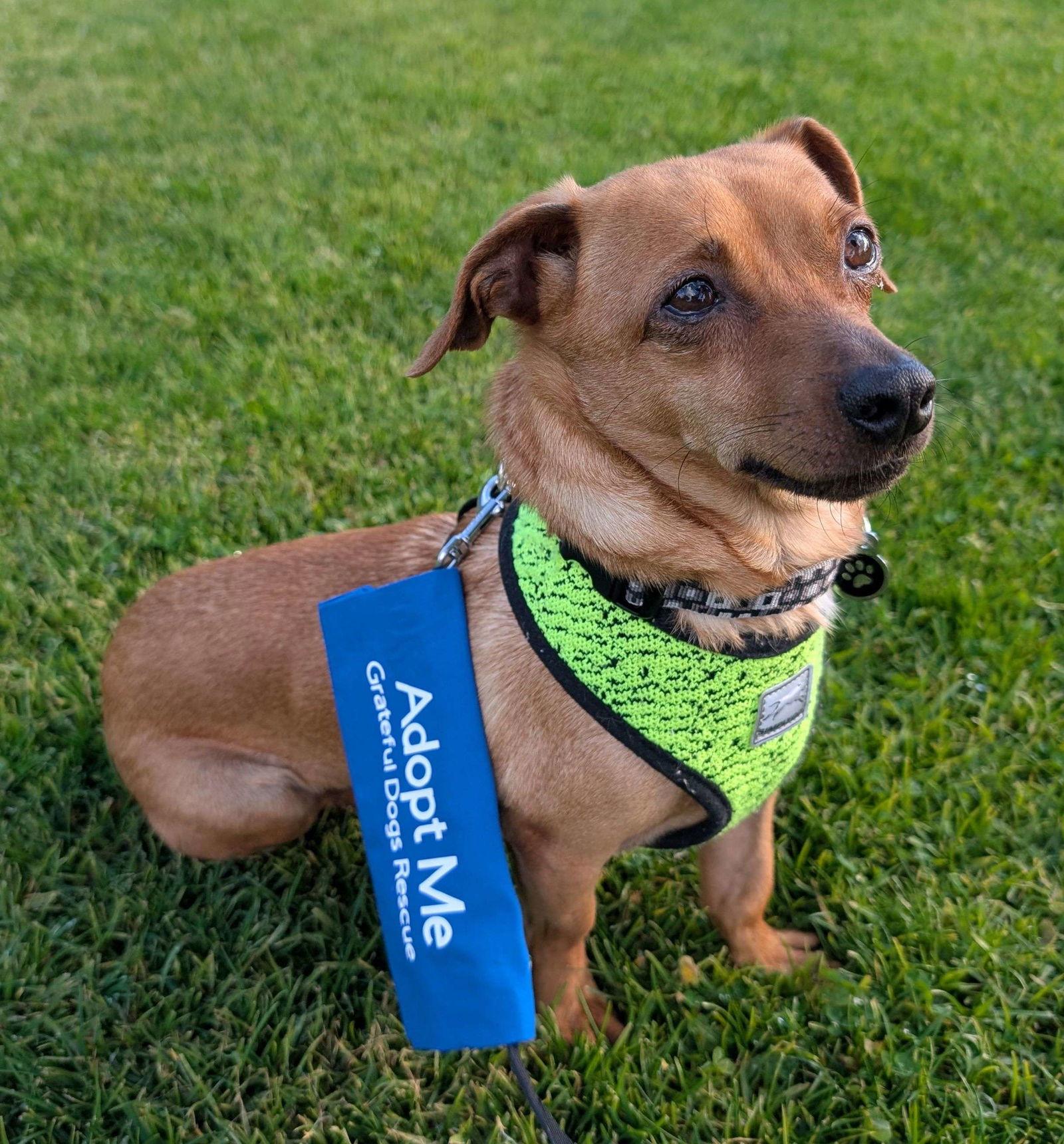 Stretch, a Adopted Dachshund in San Francisco, CA image 1/3