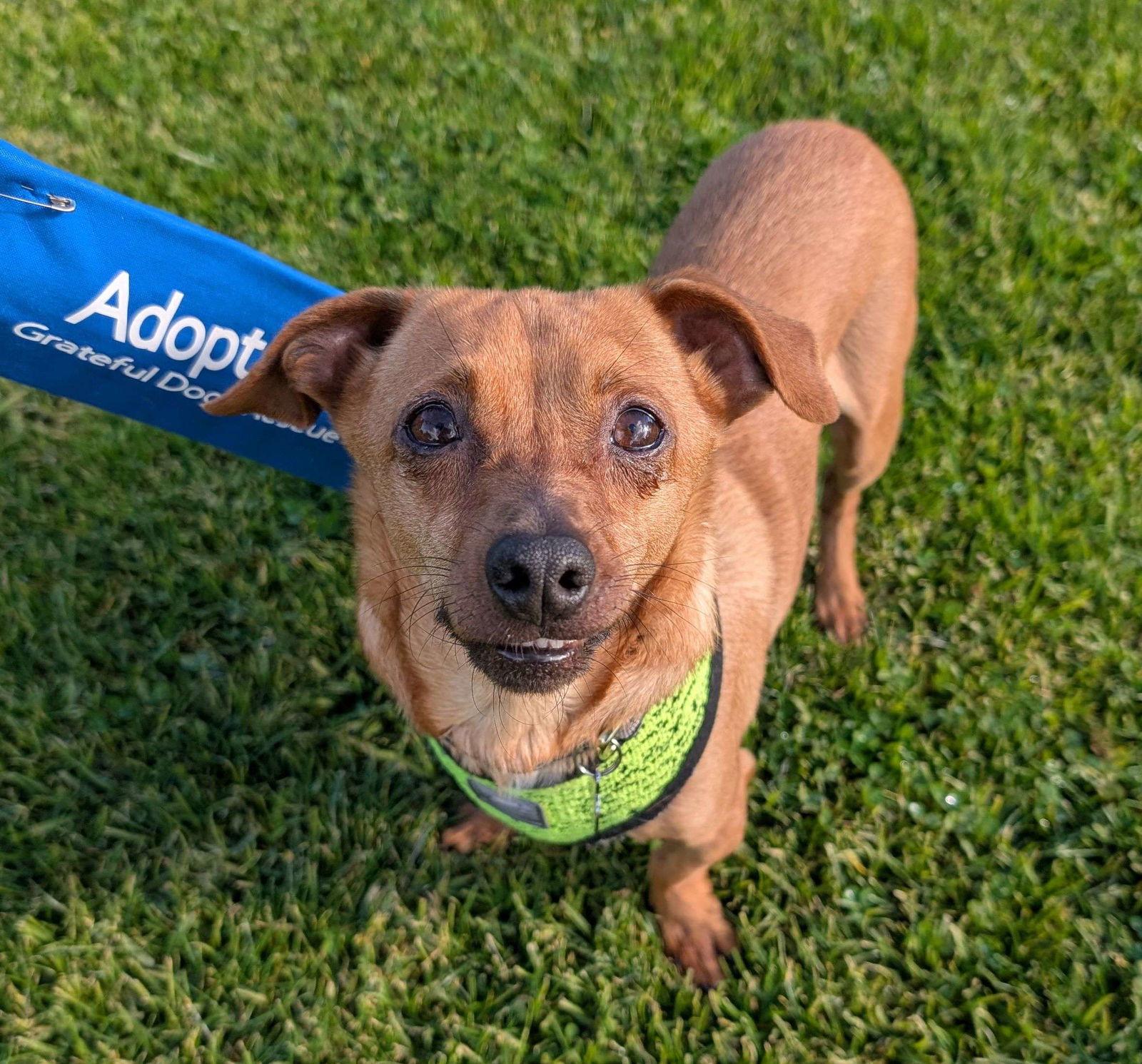 Stretch, a Adopted Dachshund in San Francisco, CA image 2/3