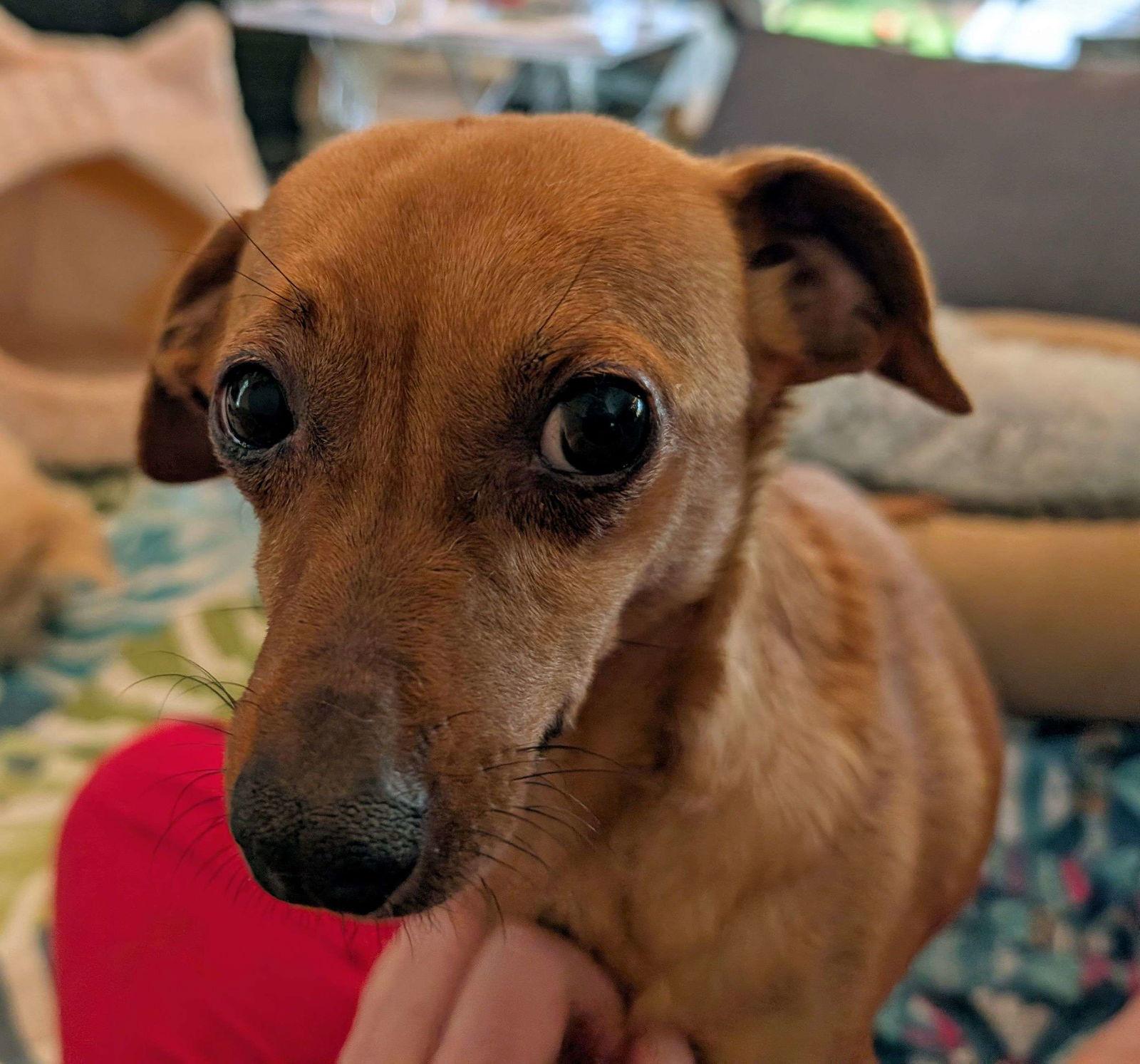Stretch, a Adopted Dachshund in San Francisco, CA image 3/3