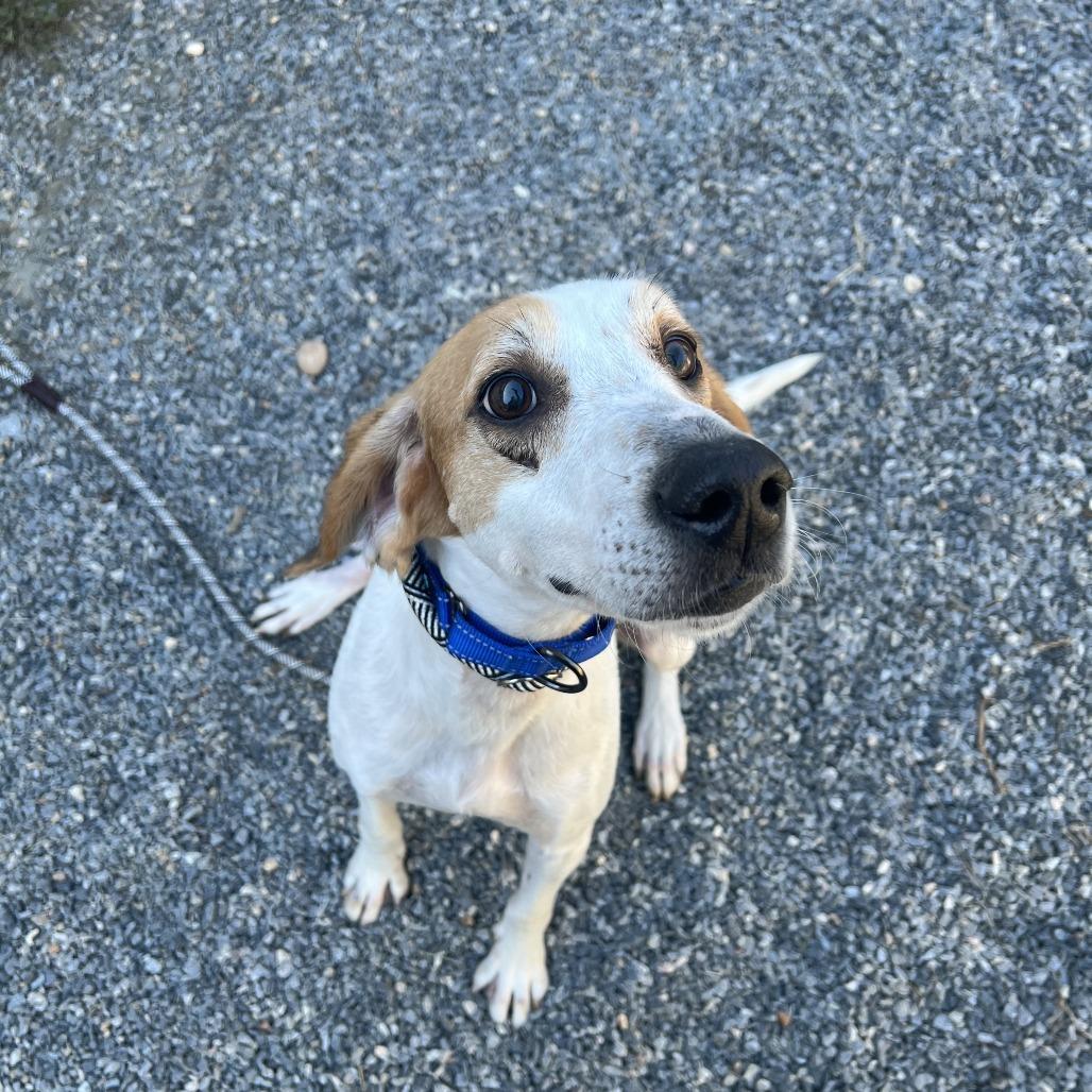 Dash, Adoptable, Adult Male Mixed Breed.