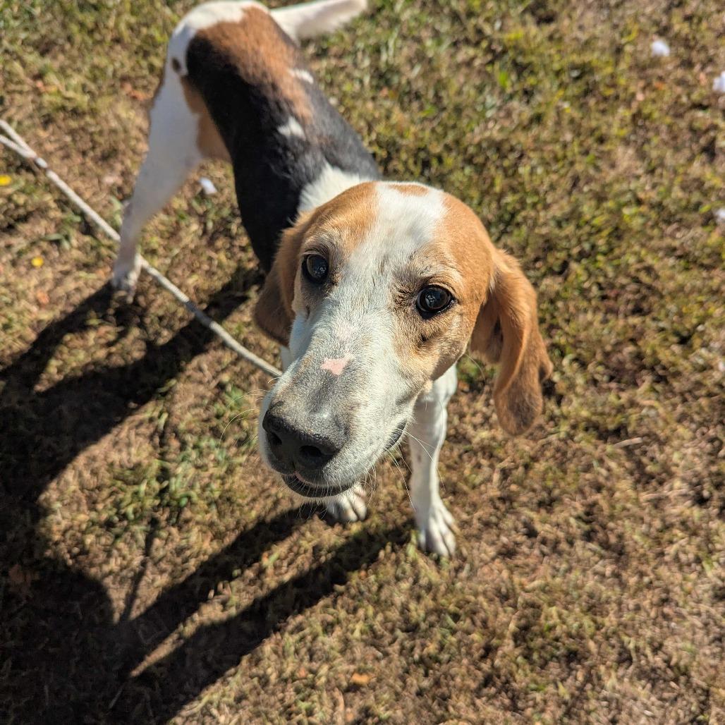 Enlarge Dash, a Adoptable Mixed Breed in Fredericksburg, VA image 2/5