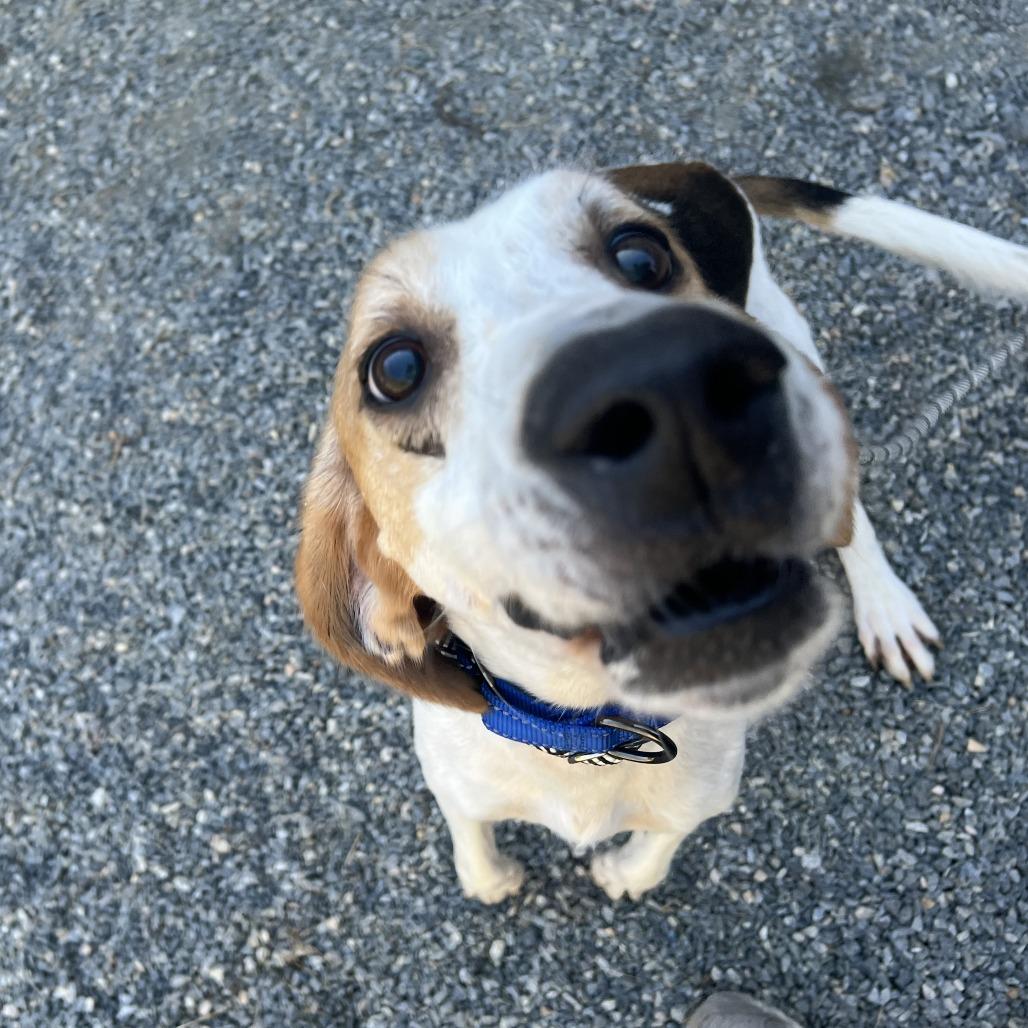 Enlarge Dash, a Adoptable Mixed Breed in Fredericksburg, VA image 3/5