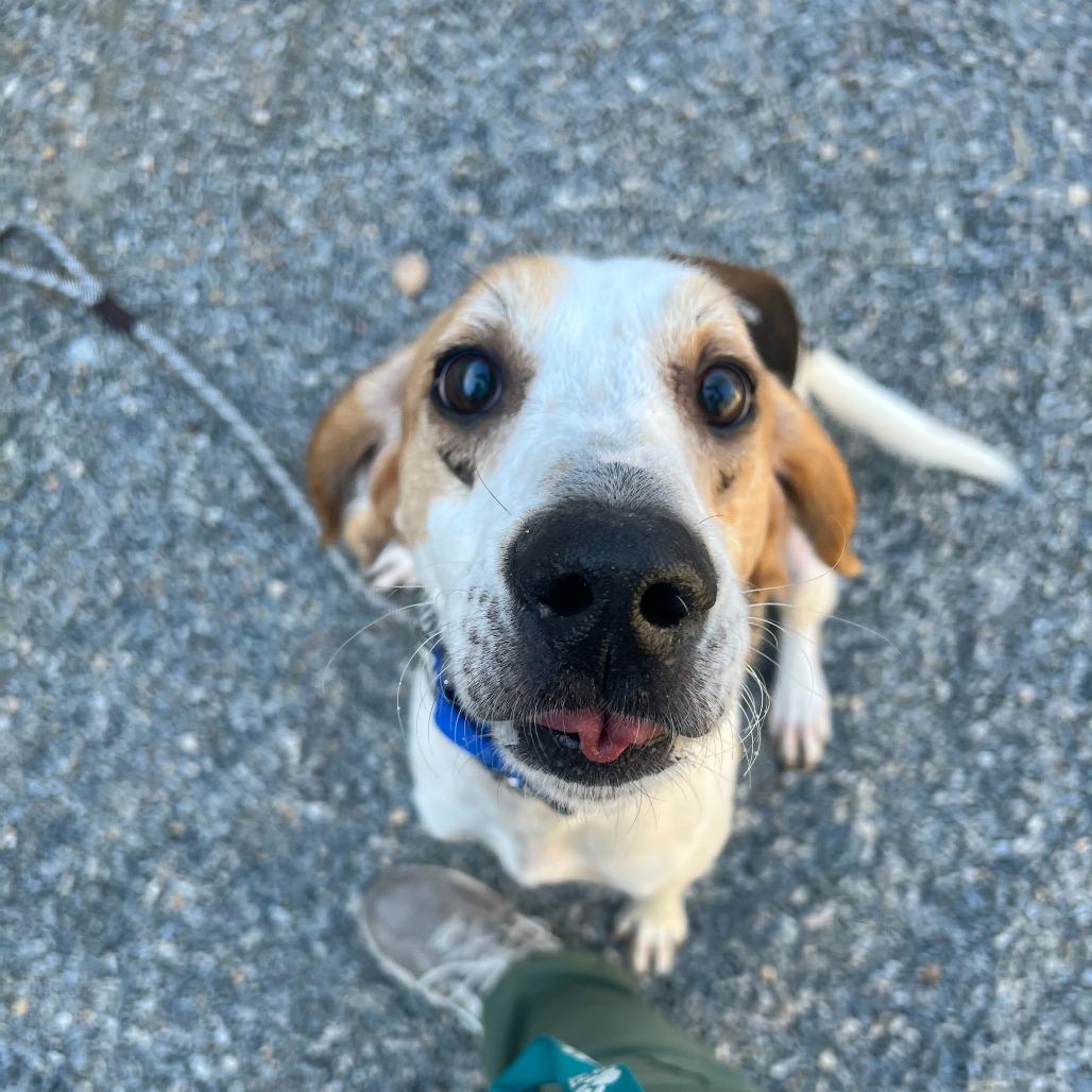 Enlarge Dash, a Adoptable Mixed Breed in Fredericksburg, VA image 4/5