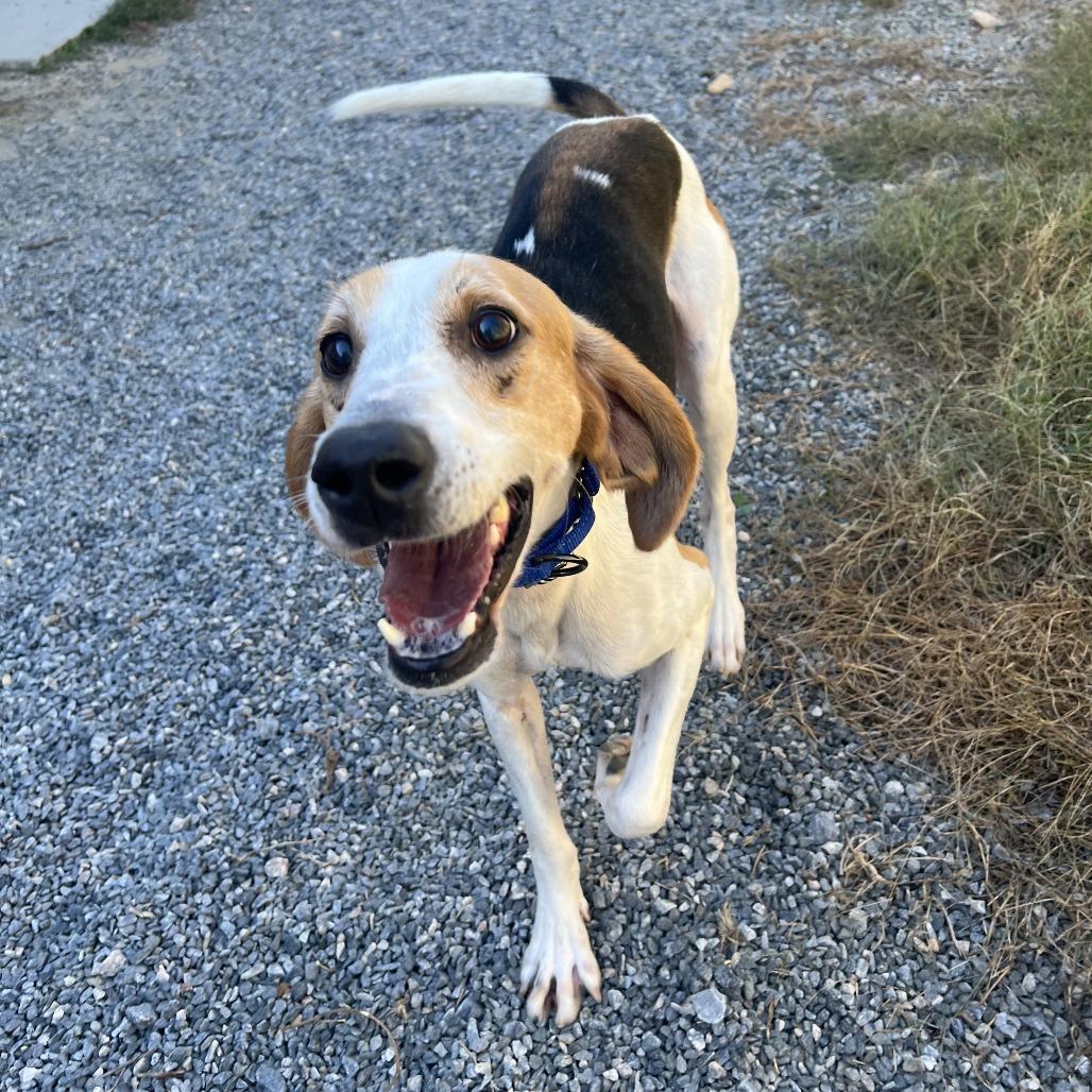 Enlarge Dash, a Adoptable Mixed Breed in Fredericksburg, VA image 5/5