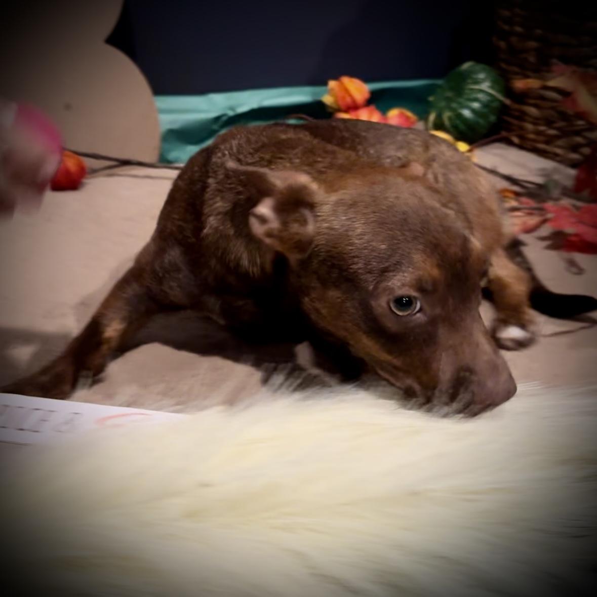 Rusty, Adopted, Adult Male Chihuahua.