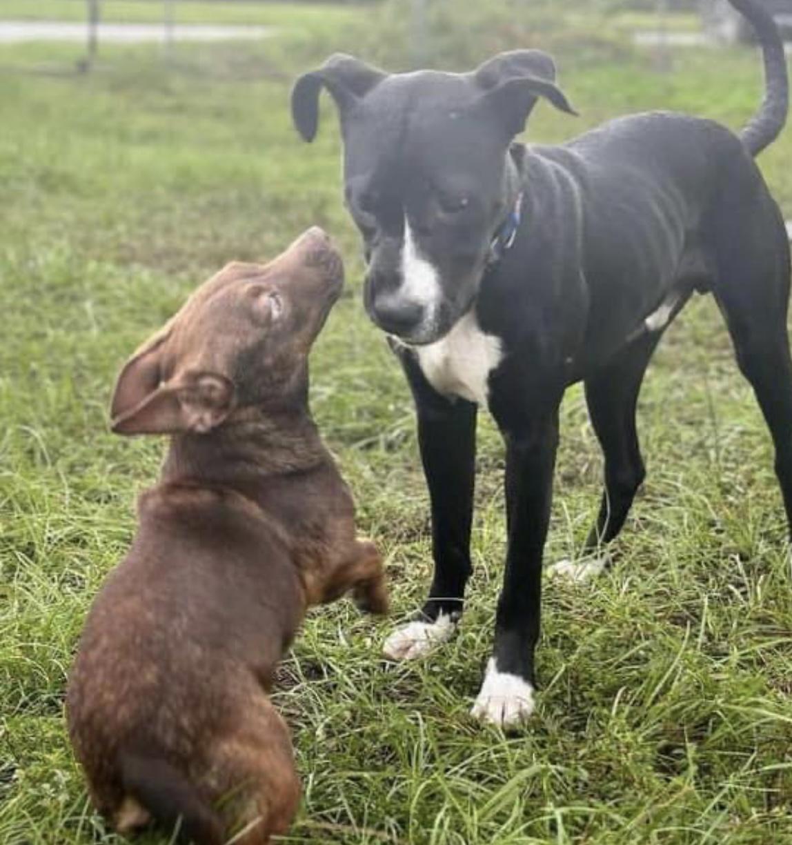 Enlarge Rusty, a Adopted mixed breed in Panama City, FL image 2/6