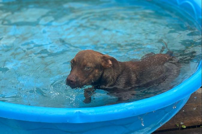 Enlarge Rusty, a Adopted mixed breed in Panama City, FL image 3/6