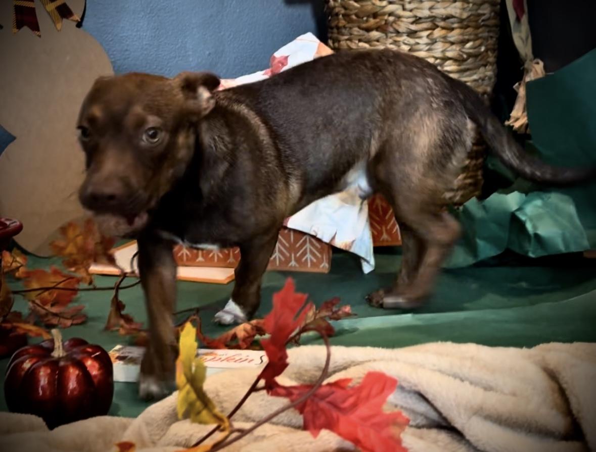 Enlarge Rusty, a Adopted mixed breed in Panama City, FL image 6/6