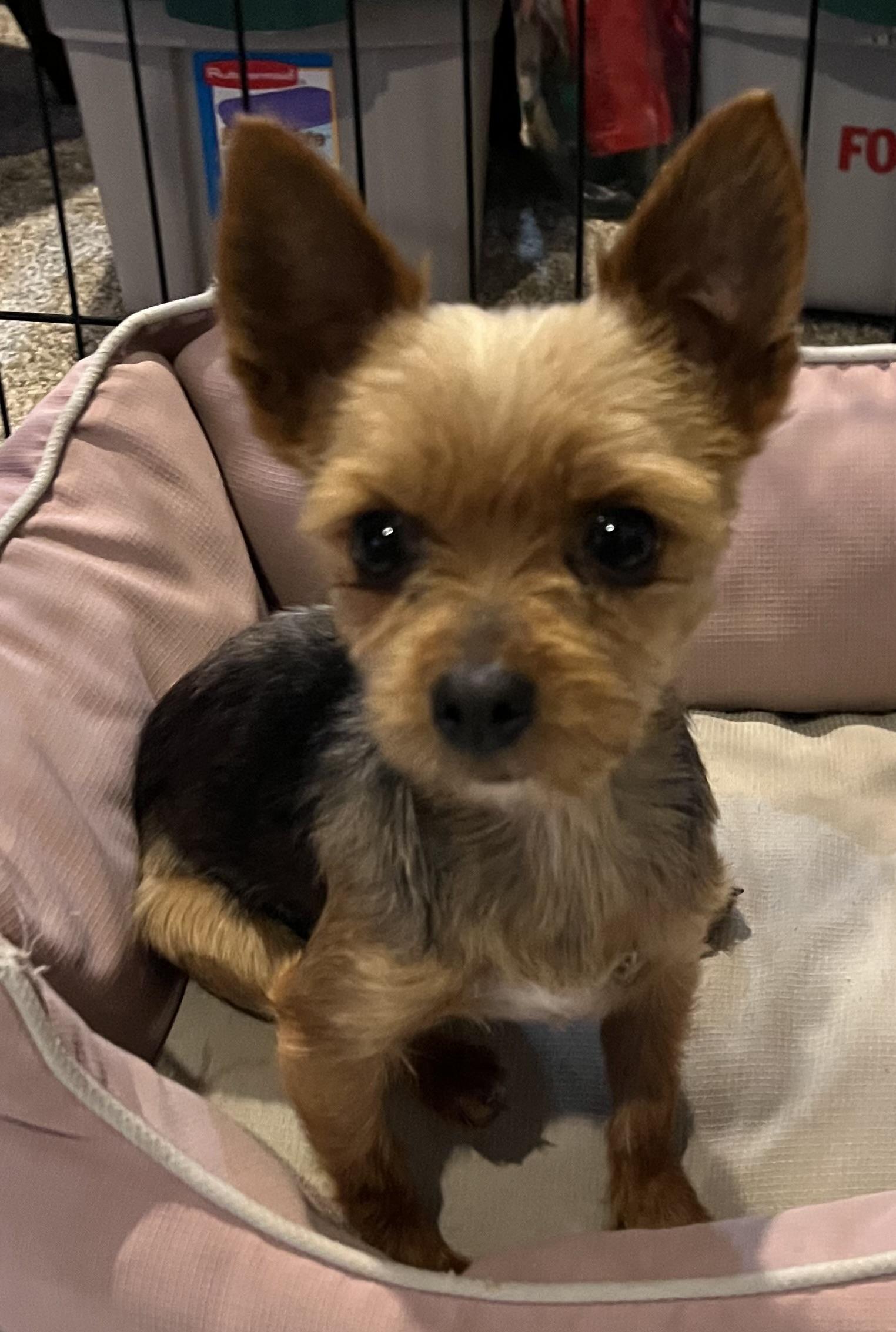 Kiwi, adopted, Adult Female Yorkshire Terrier.