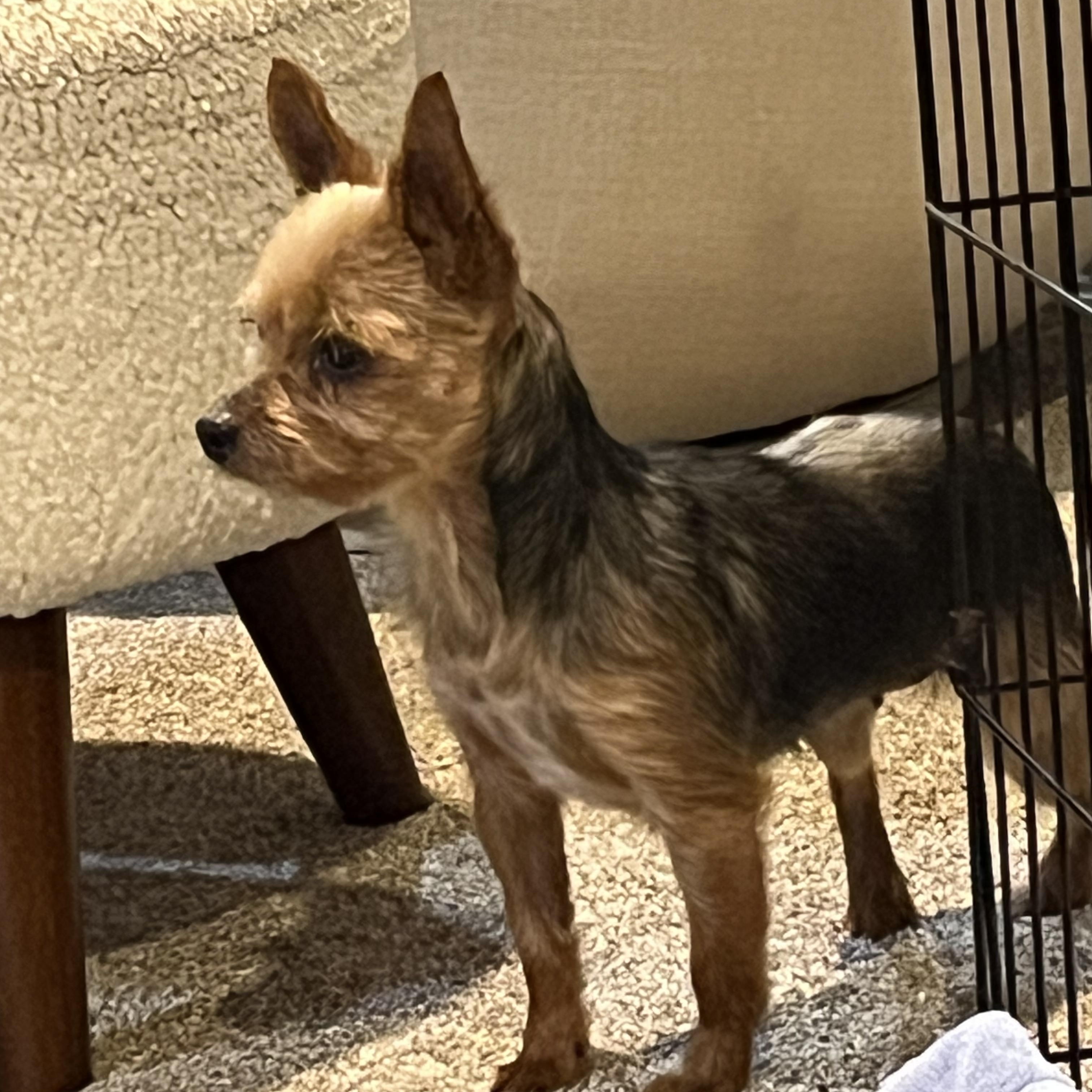 Enlarge Kiwi, an adopted Yorkshire Terrier in Overland Park, KS image 4/4