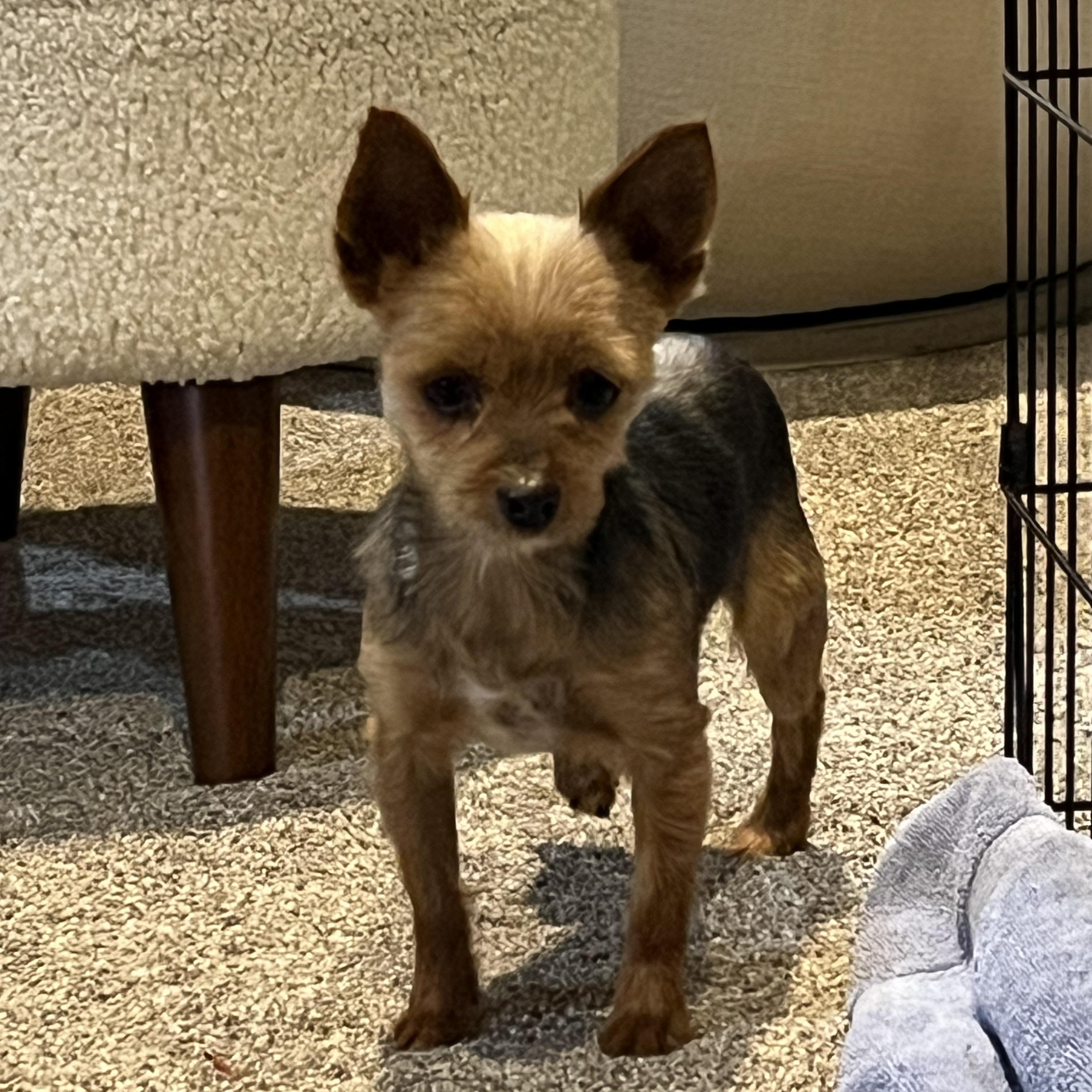 Enlarge Kiwi, an adopted Yorkshire Terrier in Overland Park, KS image 2/4