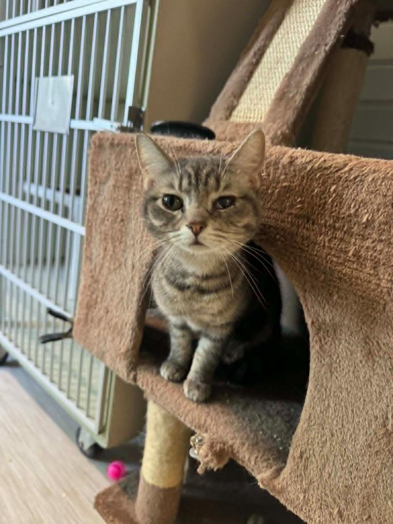 Enlarge Smudge, a Adoptable mixed breed in Marion, OH image 1/2