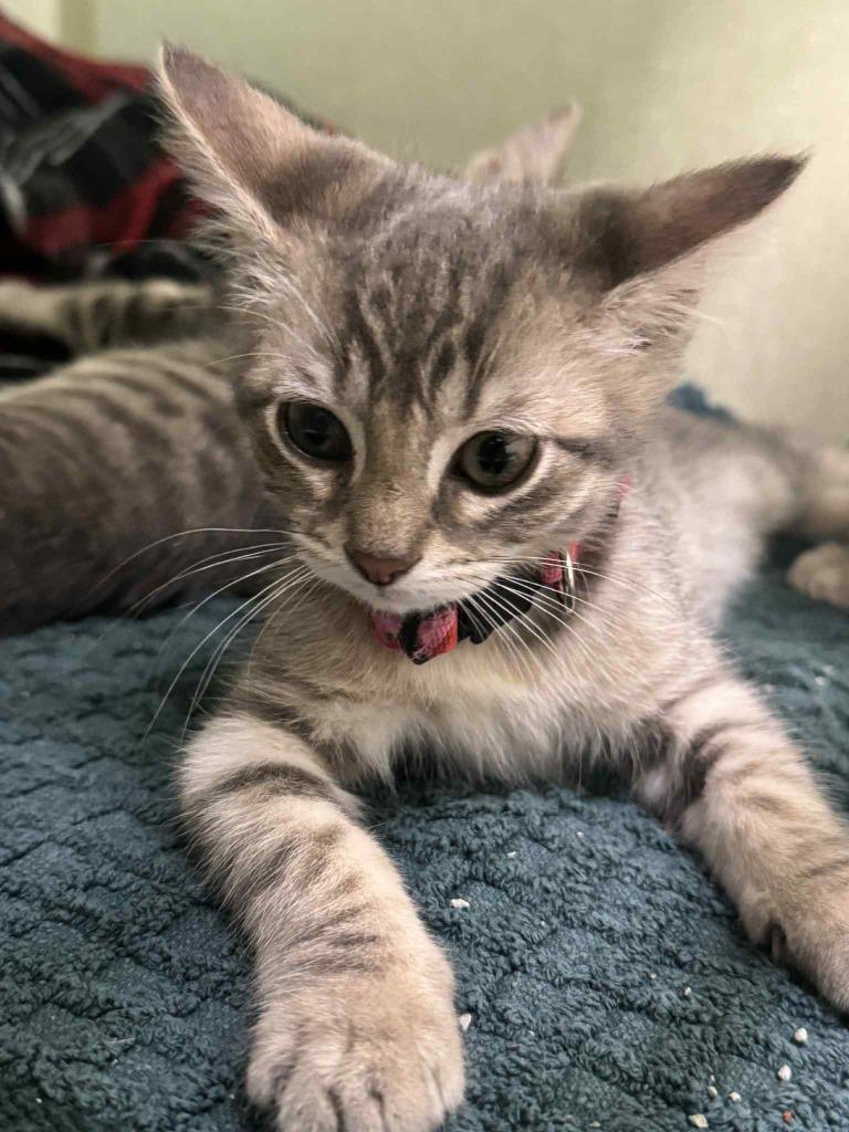 Enlarge Smudge, a Adoptable mixed breed in Marion, OH image 2/2