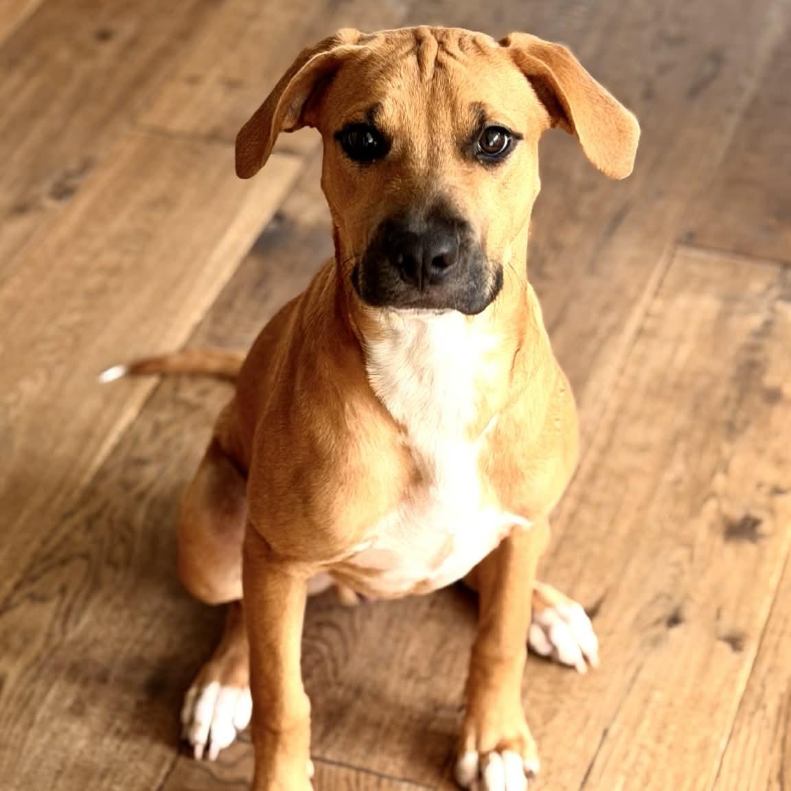 Maxx, Adoptable, Puppy Male Rhodesian Ridgeback & Boxer.