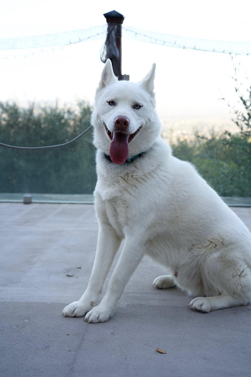 Enlarge Stuart, a Adoptable Husky in Templeton, CA image 3/5