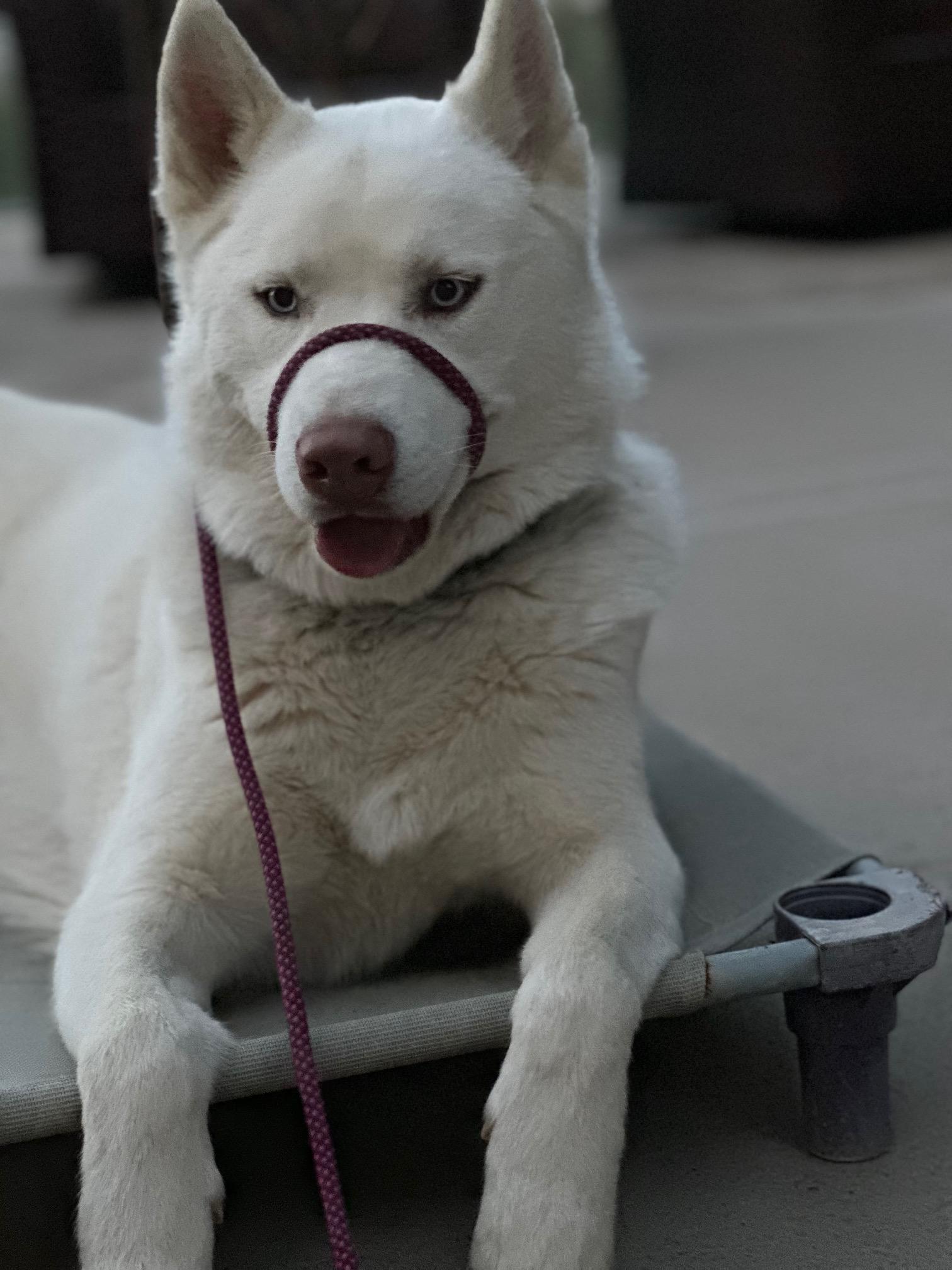 Enlarge Stuart, a Adoptable Husky in Templeton, CA image 2/5