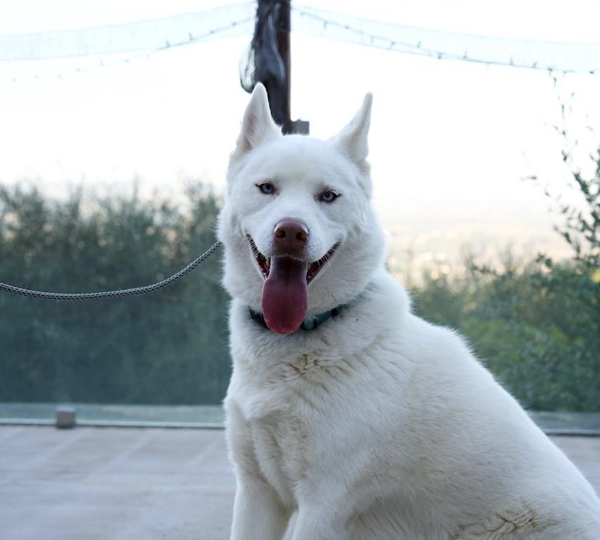 Stuart, Adoptable, Adult Male Husky.