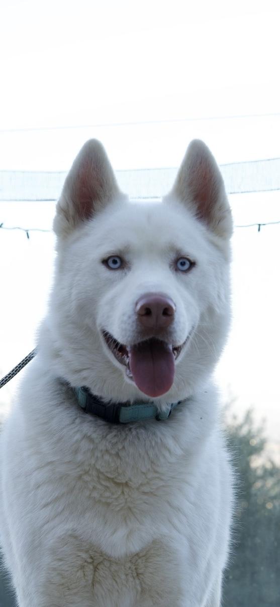 Enlarge Stuart, a Adoptable Husky in Templeton, CA image 4/5