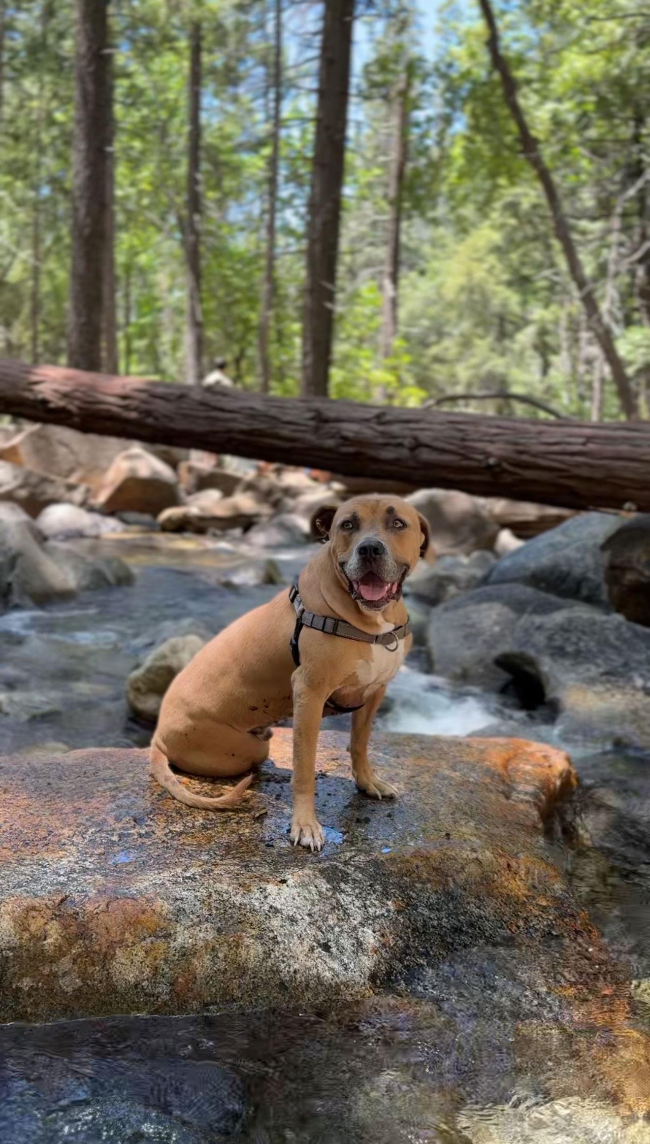 Enlarge Forest - Courtesy Post, a Adoptable mixed breed in San Diego, CA image 1/3