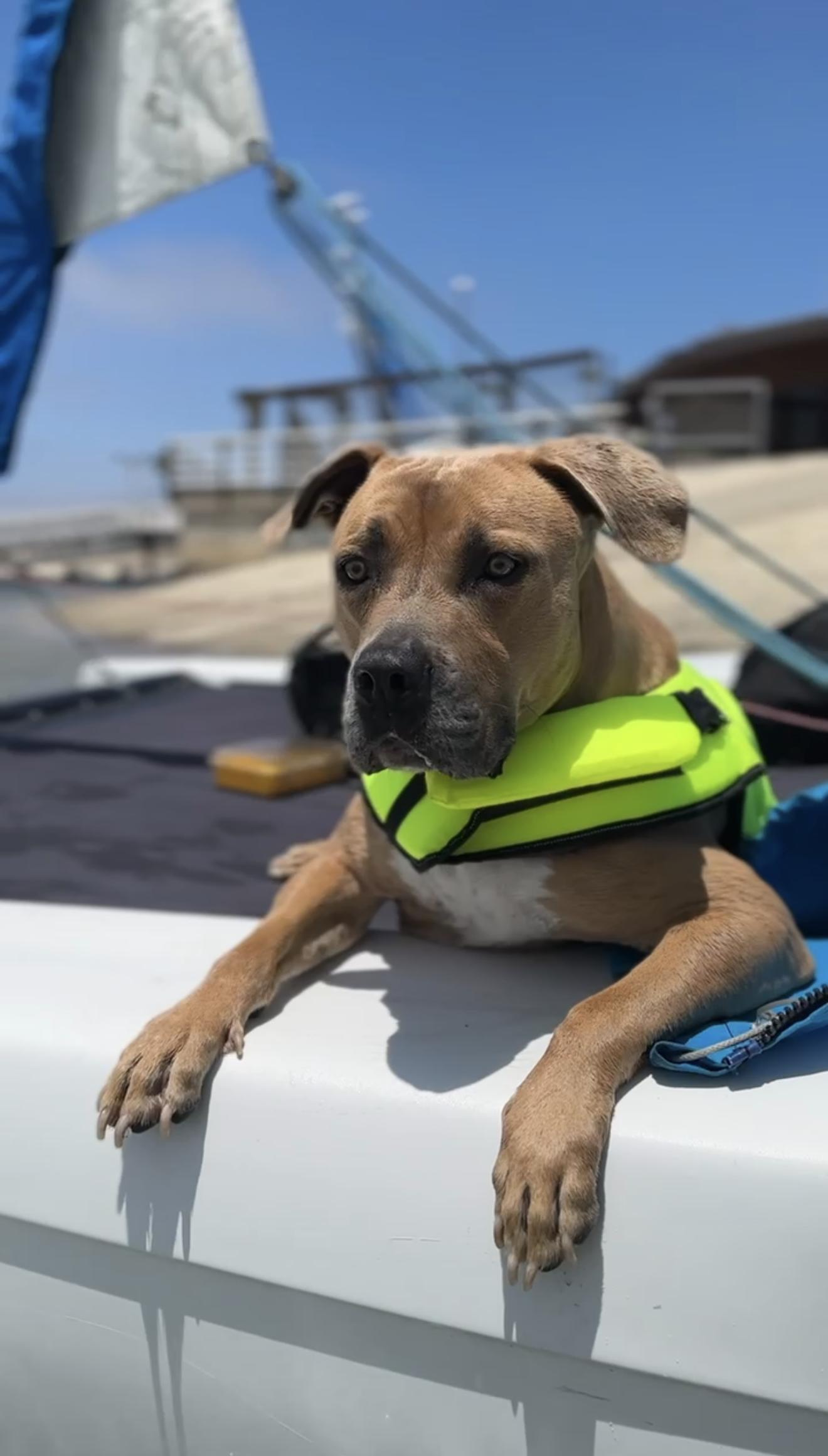 Enlarge Forest - Courtesy Post, a Adoptable mixed breed in San Diego, CA image 2/3