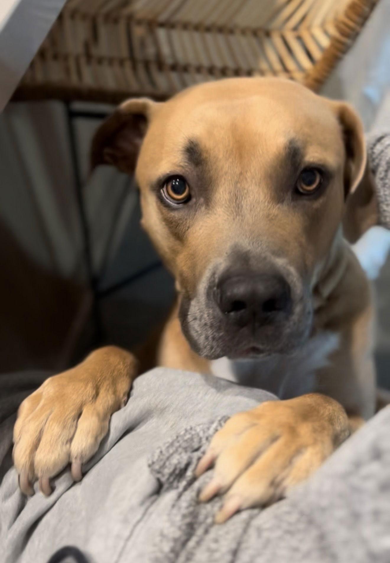 Enlarge Forest - Courtesy Post, a Adoptable mixed breed in San Diego, CA image 3/3