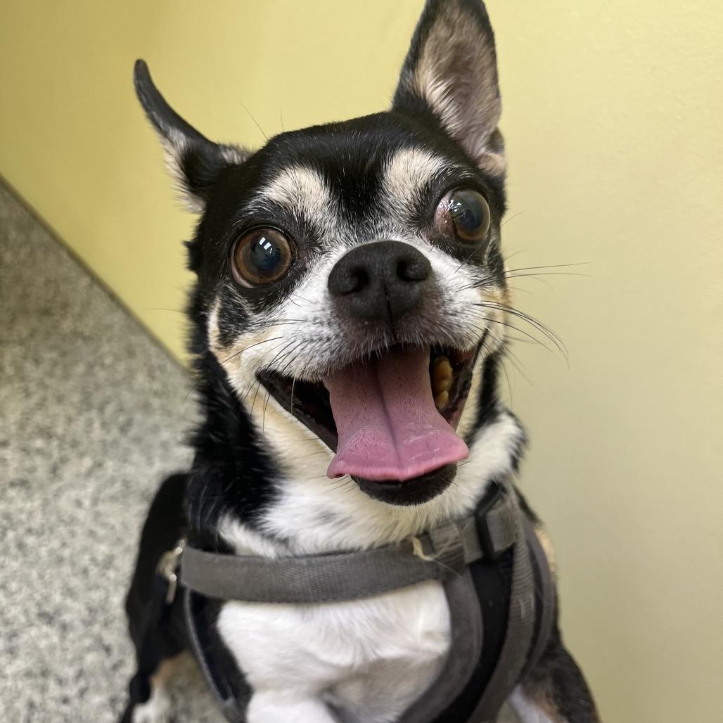 Gus, Adoptable, Senior Male Chihuahua & Pug.