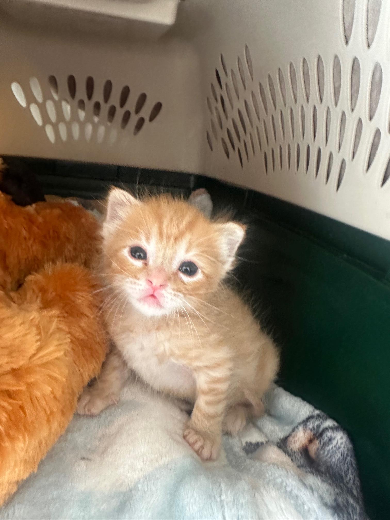 Meat Loaf, Adoptable, Kitten Male Domestic Short Hair.
