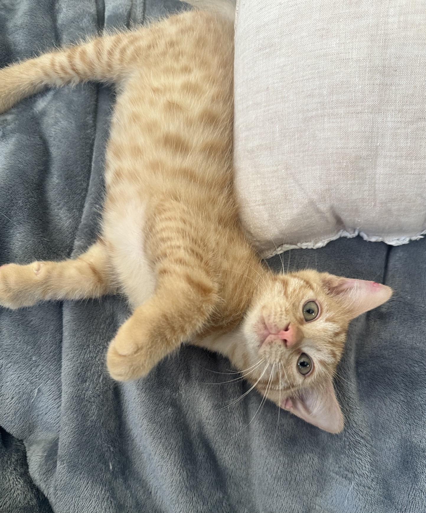 Enlarge Meat Loaf, a Adoptable mixed breed in Carlsbad, CA image 2/5
