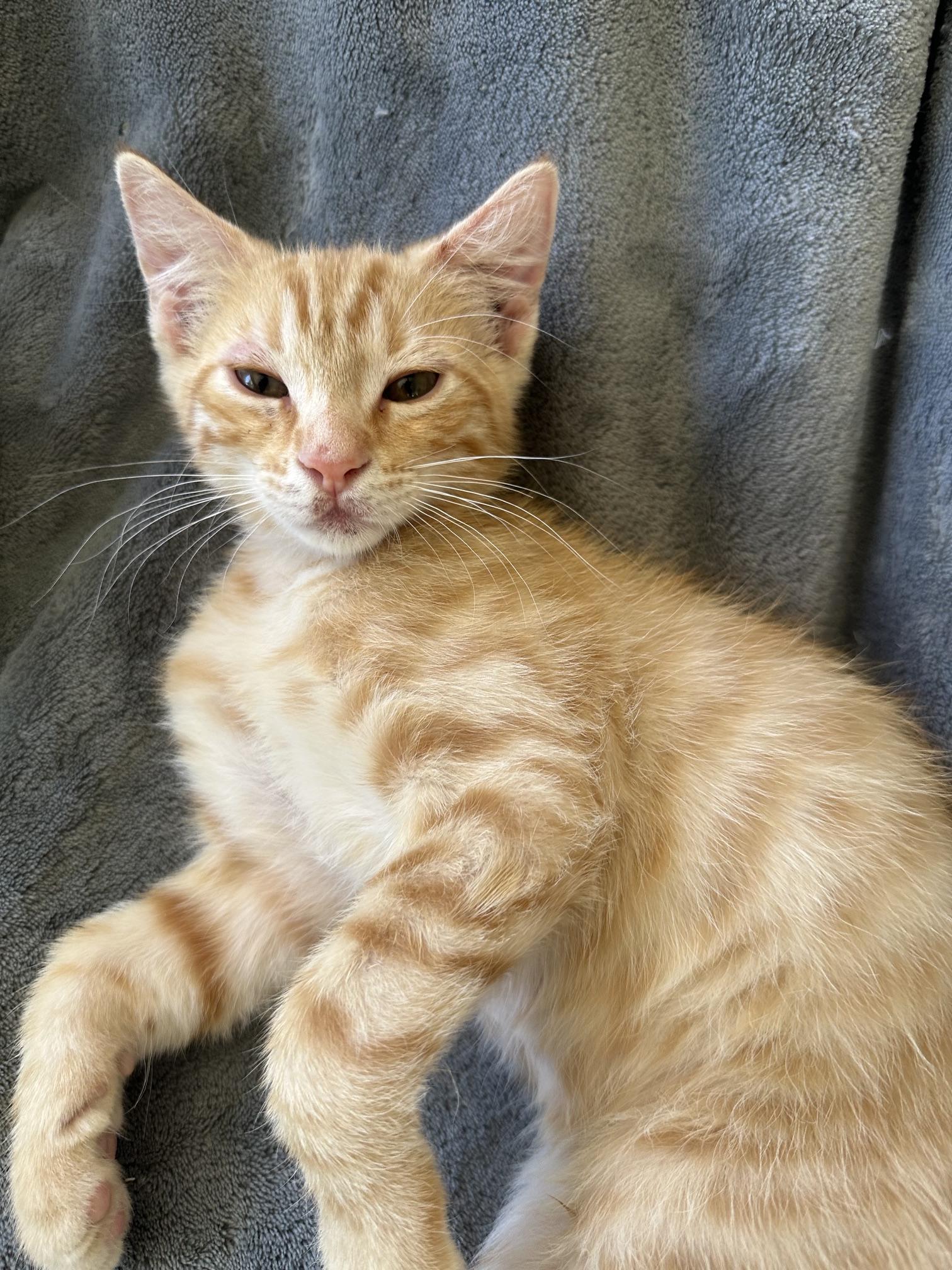 Enlarge Meat Loaf, a Adoptable mixed breed in Carlsbad, CA image 3/5