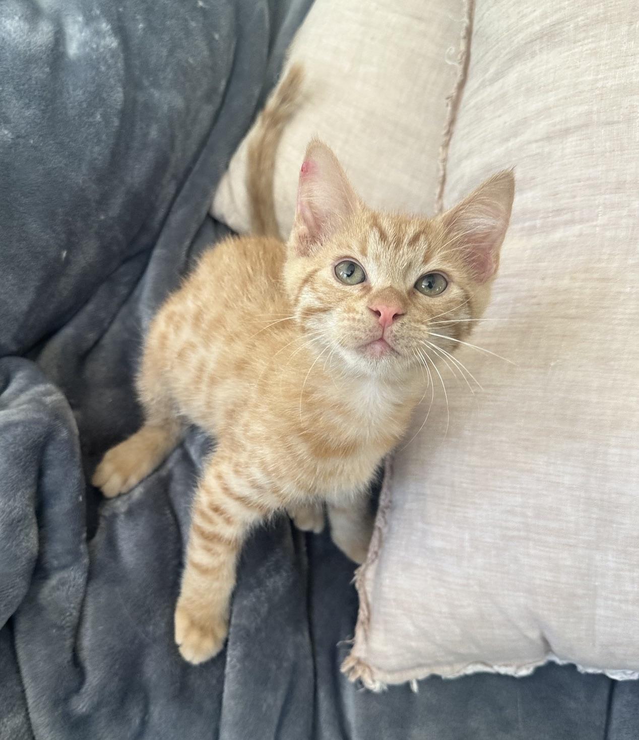 Enlarge Meat Loaf, a Adoptable mixed breed in Carlsbad, CA image 4/5