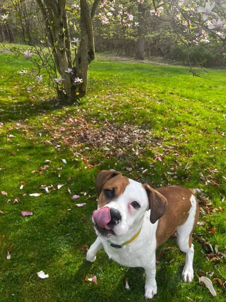 Nelson, a Adoptable mixed breed in Irwin, PA image 5/5