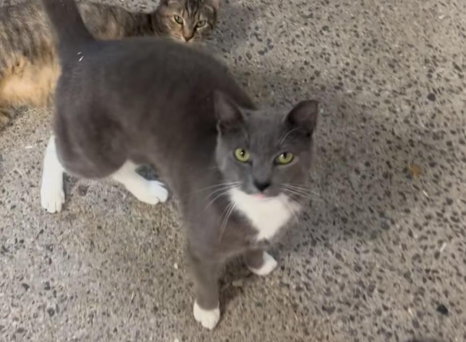 Meet Bluey, a 3-year-old stunner with a heart even bigger than his frame., Adoptable, Adult Male Domestic Short Hair.