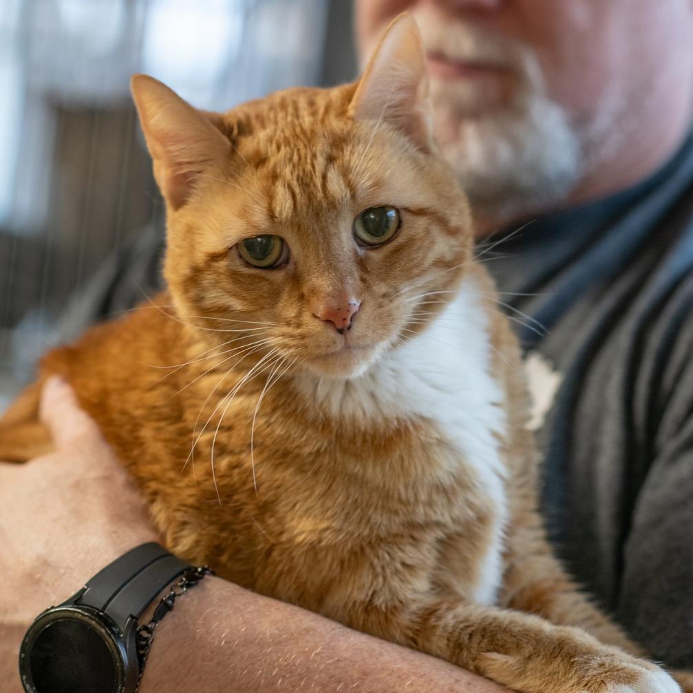 GINGER-30382, Adoptable, Senior Male Domestic Short Hair.