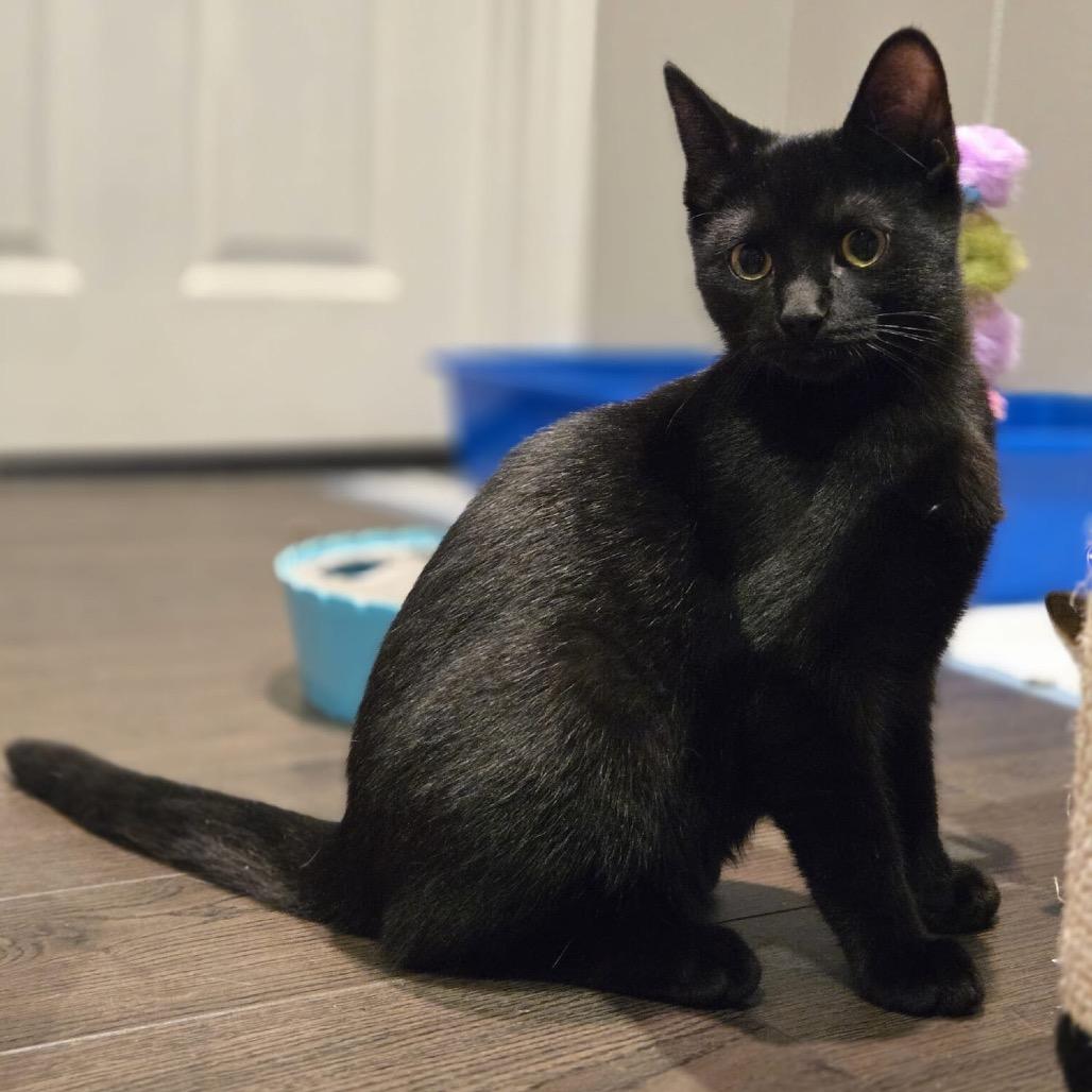 Diesel, Adoptable, Kitten Male Domestic Short Hair.