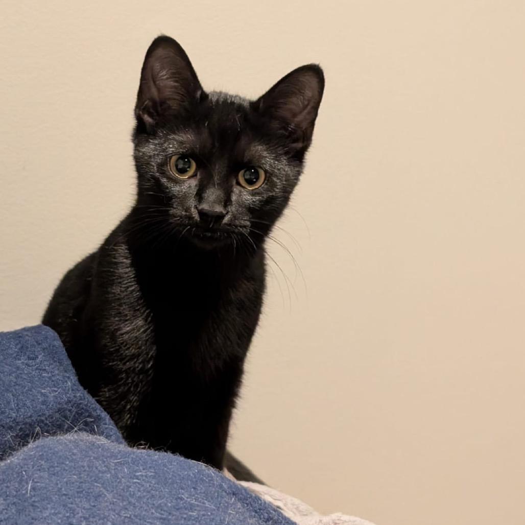 Diesel, a Adoptable Domestic Short Hair in Puslinch, ON image 3/6