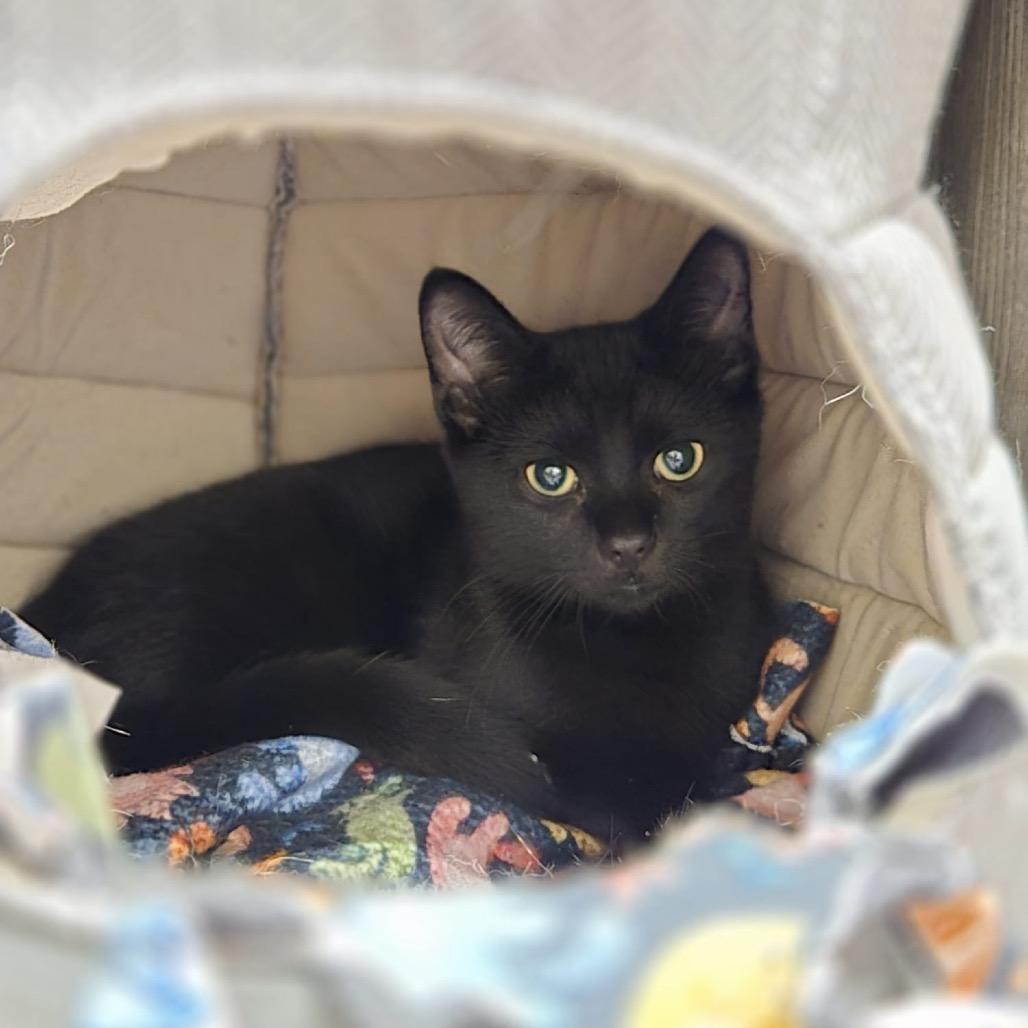 Diesel, a Adoptable Domestic Short Hair in Puslinch, ON image 4/6