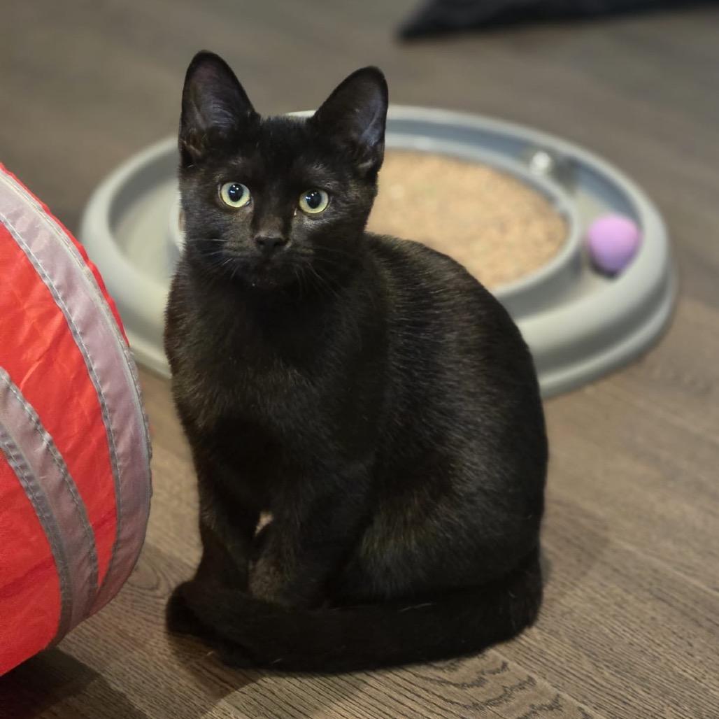 Diesel, a Adoptable Domestic Short Hair in Puslinch, ON image 5/6