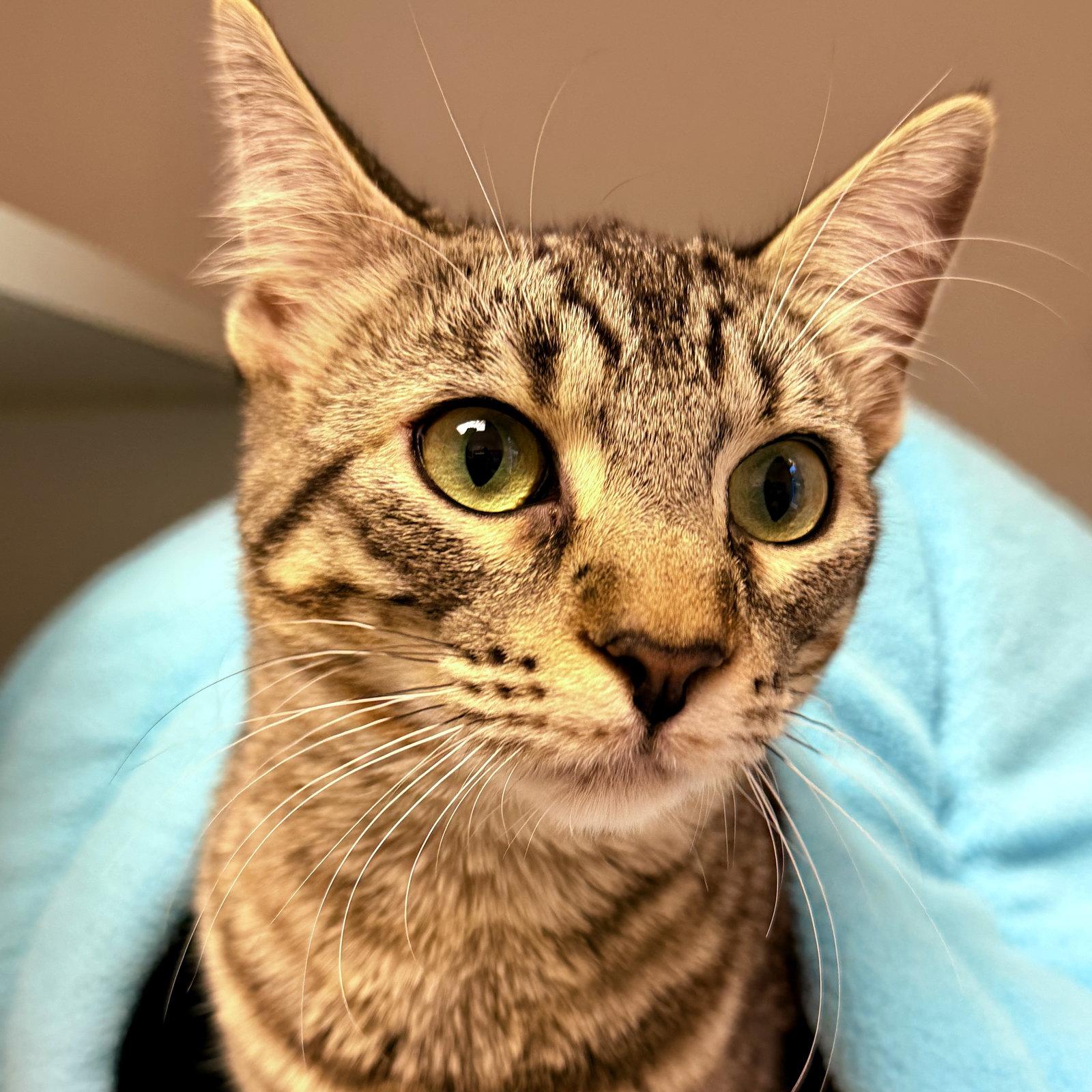 Enlarge Daya (bonded w/ Uri), a Adopted Domestic Short Hair in Oakland, CA image 1/3