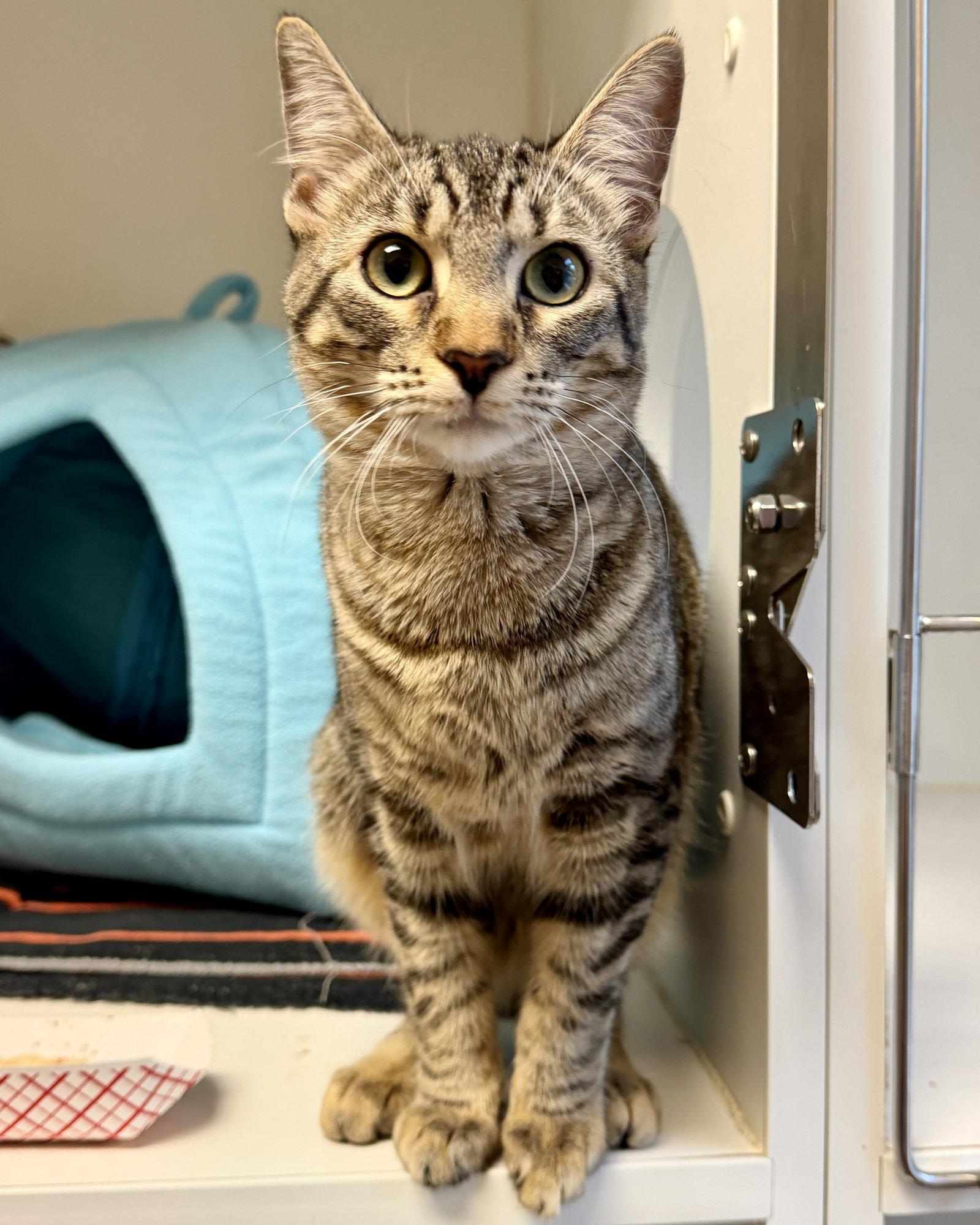 Enlarge Daya (bonded w/ Uri), a Adopted Domestic Short Hair in Oakland, CA image 2/3