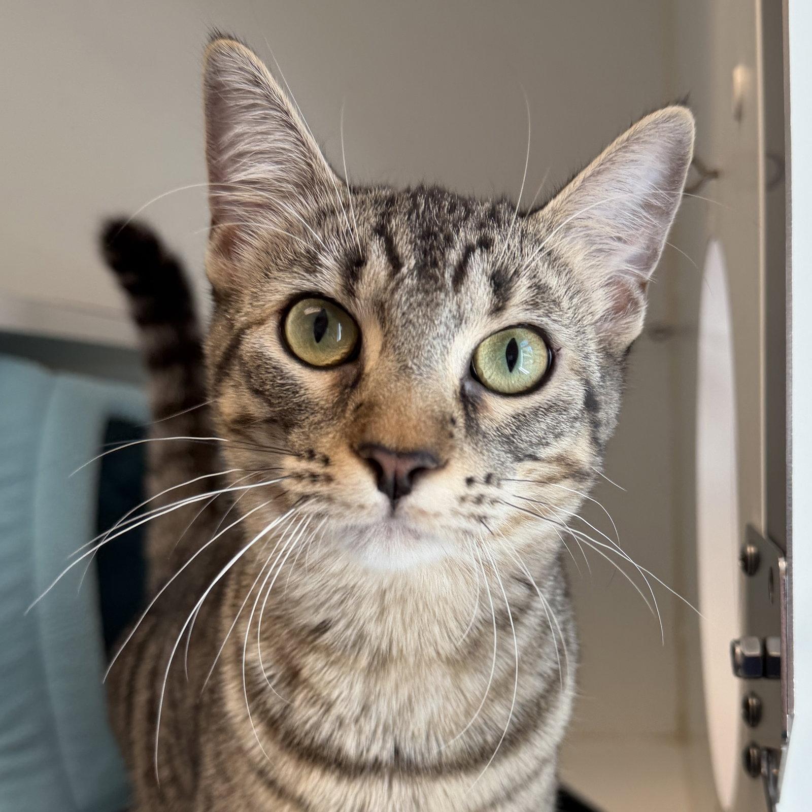 Enlarge Daya (bonded w/ Uri), a Adopted Domestic Short Hair in Oakland, CA image 3/3
