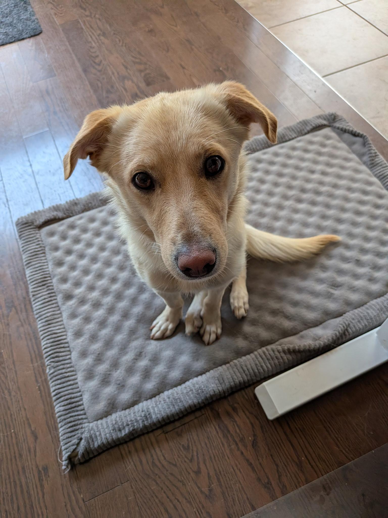 Hank, ADOPTABLE, Adult Male Labrador Retriever.