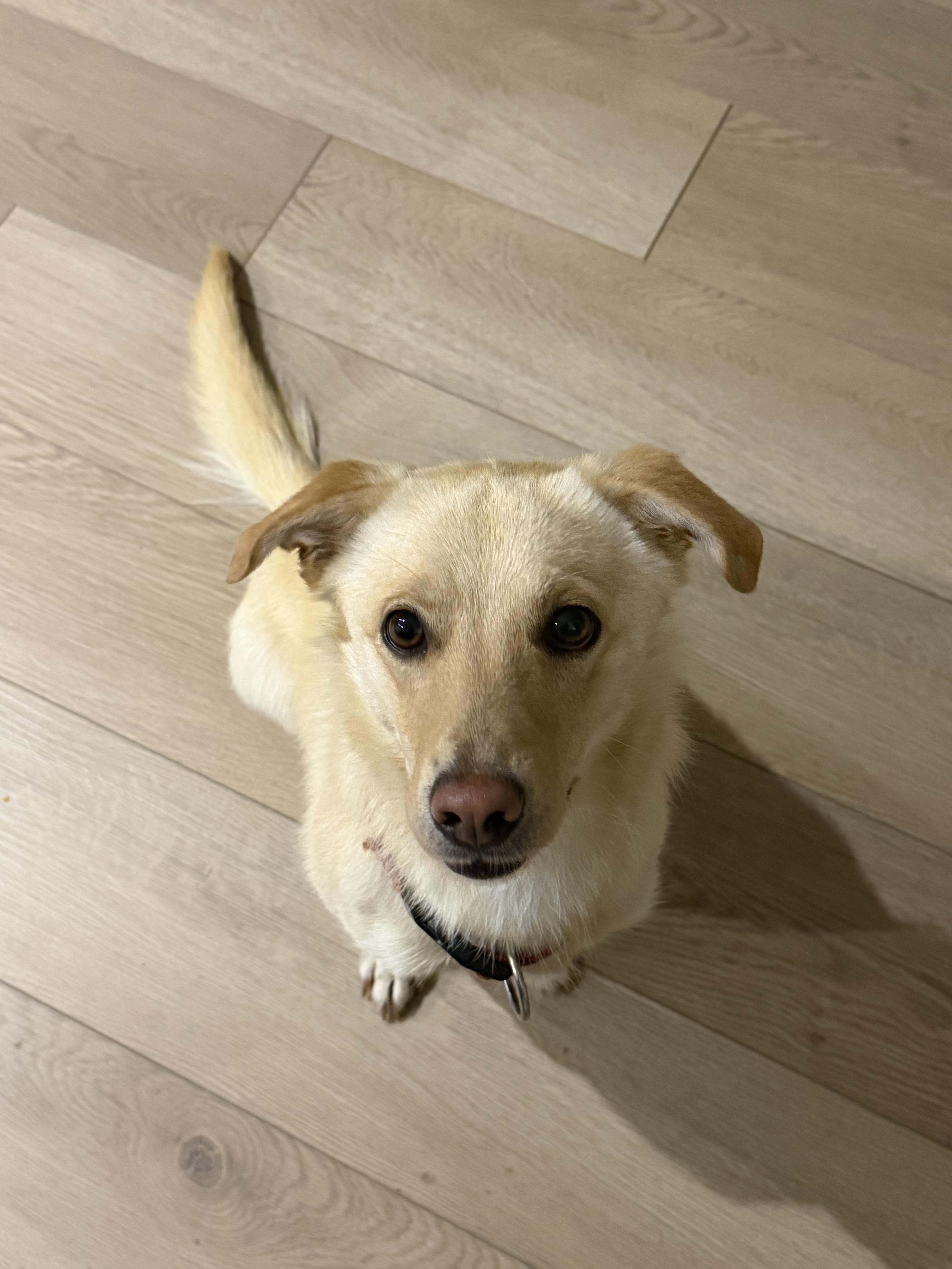 Hank, a ADOPTABLE mixed breed in Oshawa, ON image 3/4