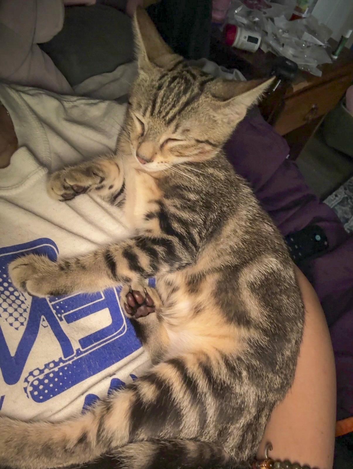 Benji, a Adoptable mixed breed in Vallejo, CA image 2/5